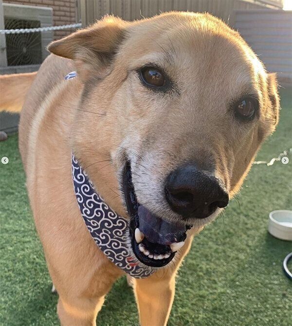 ニコニコのこたろうくん