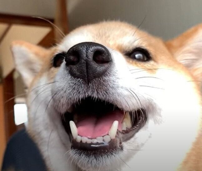 癒しのハナちゃん