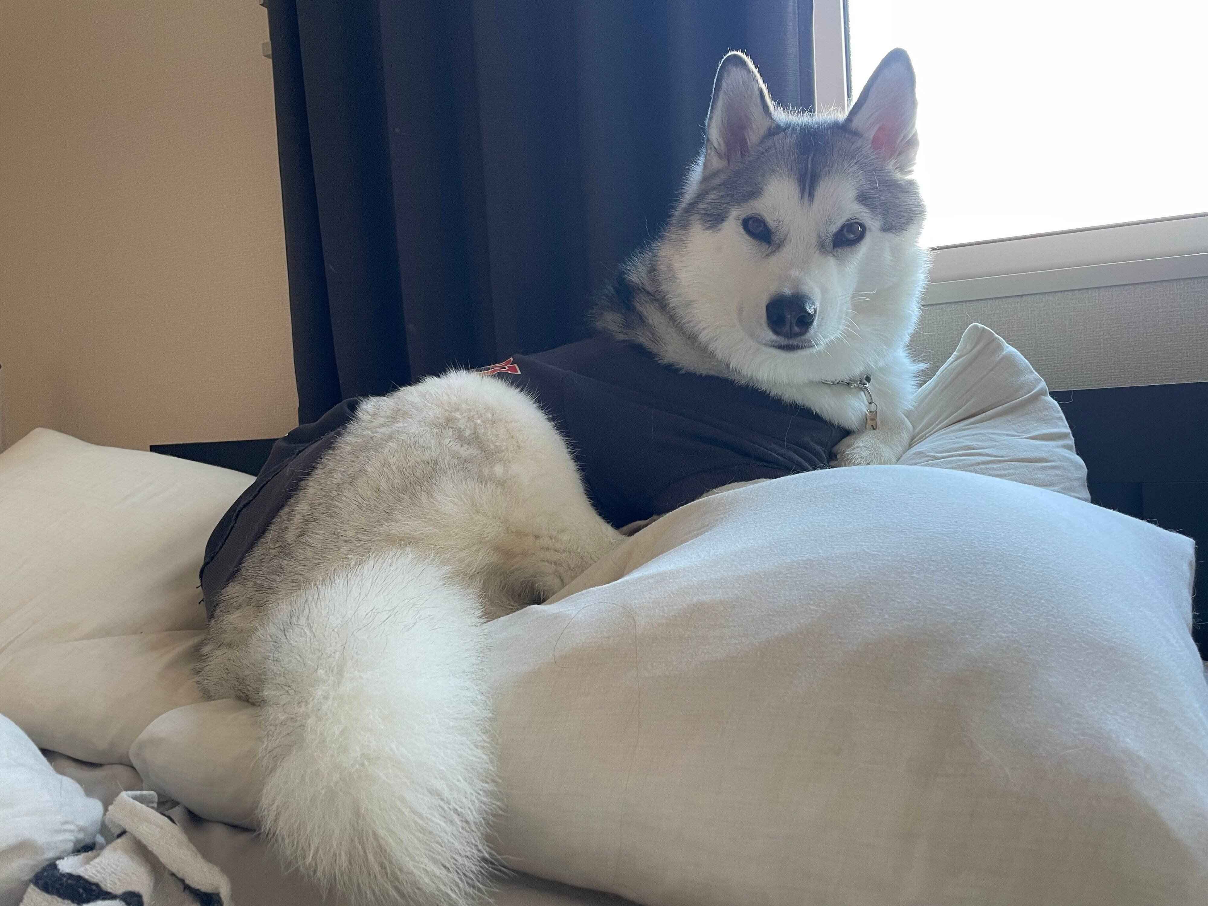 飼い主さんを見つめるじょんすのーくん