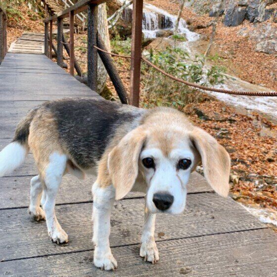 ビーグルのターボくん