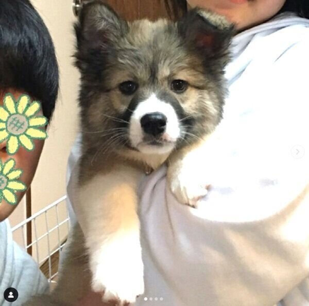 また犬と暮らそう と覚悟ができたときに出会った保護子犬 出会いから4年が経過 家族のいまの思いとは いぬのきもちweb Magazine また犬と暮らそう と覚悟ができたときに出会った保護子犬 出会いから4年が経過 家族のいまの思いとは いぬのきもちweb Magazine
