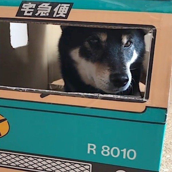 ダンボールに入る柴犬