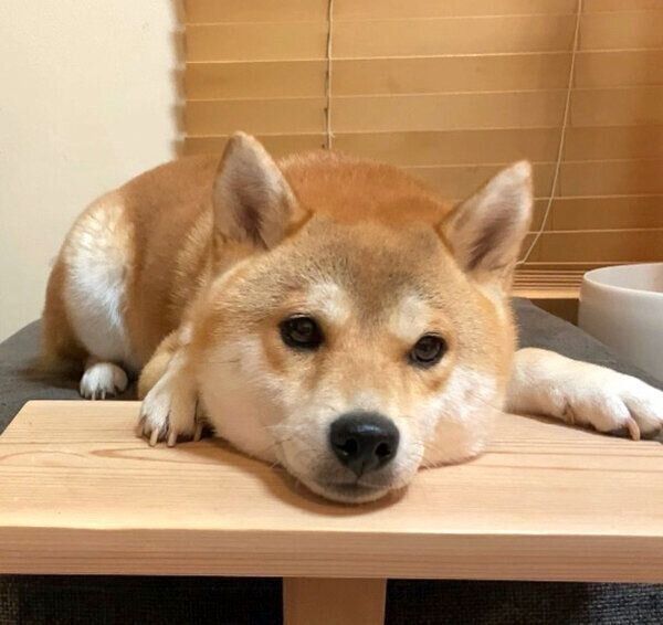 まったりするユクちゃん