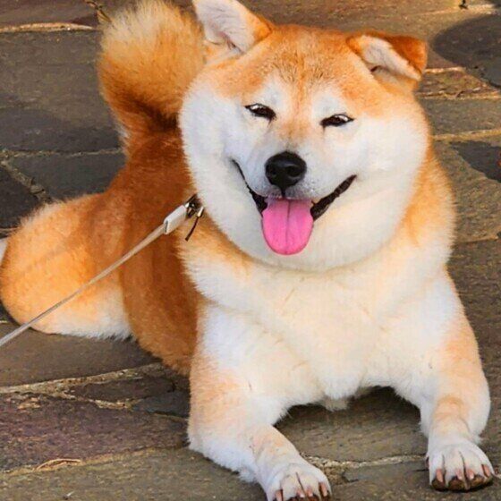 柴のすずちゃん