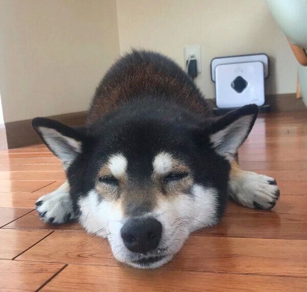 寝方が可愛いとらくん