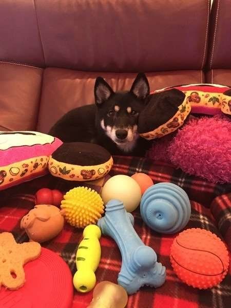おもちゃに囲まれている黒い柴犬