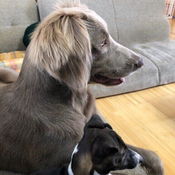 ワイマラナーのりんたろうくん