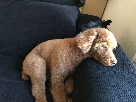 ソファでたそがれ中のチャイちゃん