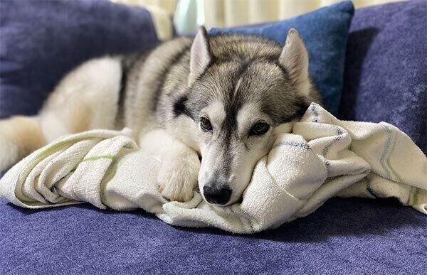 くつろぐノンノちゃん