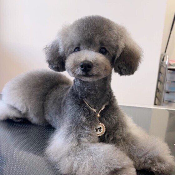 犬の細菌性腸炎の症状とその原因とは？ いぬのきもち