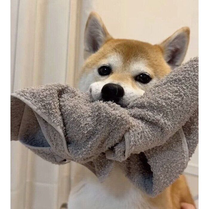 タオルをくわえるむぎちゃん
