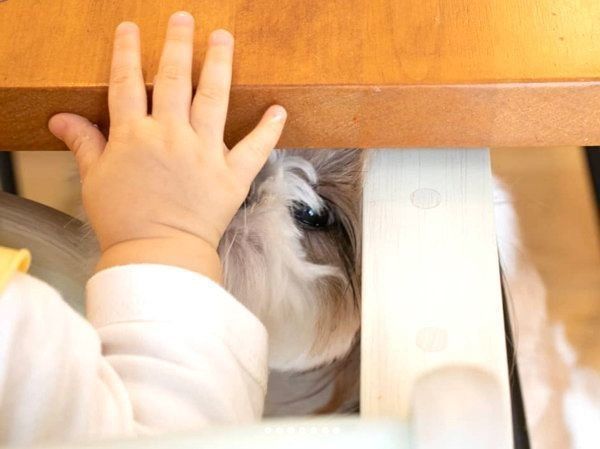 女の子を見つめるシー・ズー