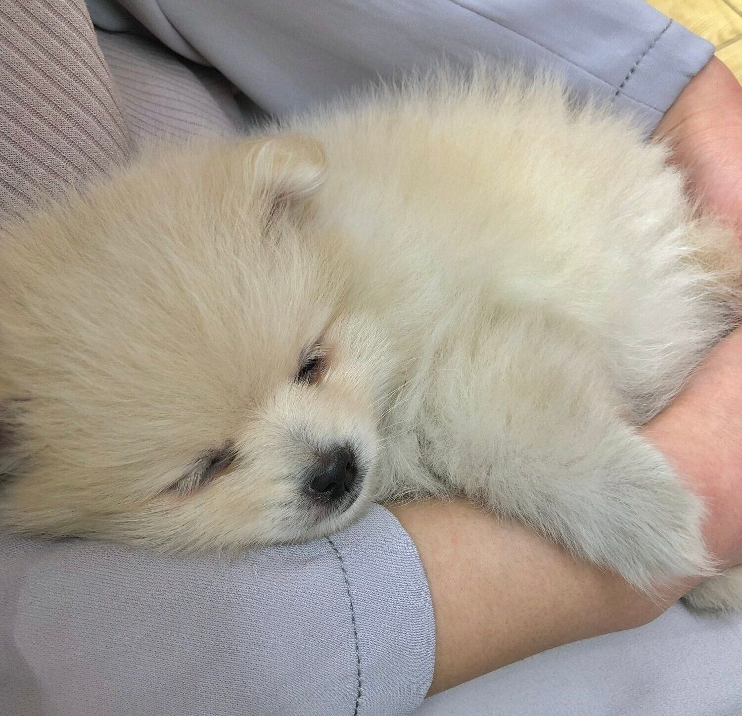 生後2カ月のころに撮影したももちゃん