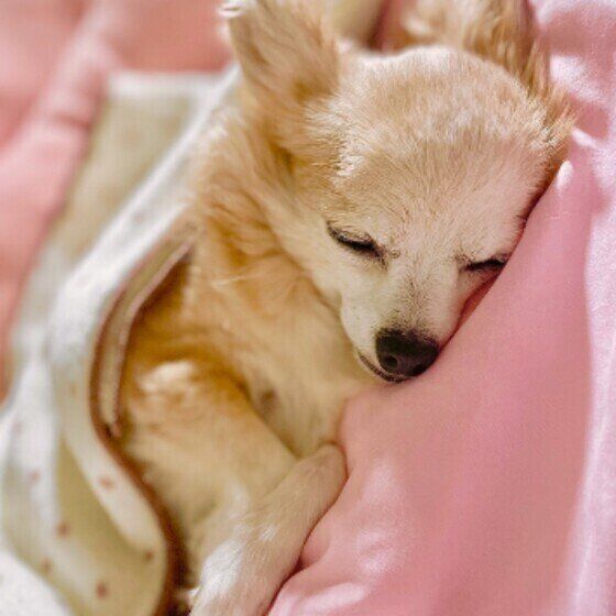 おやすみ中のチワワ