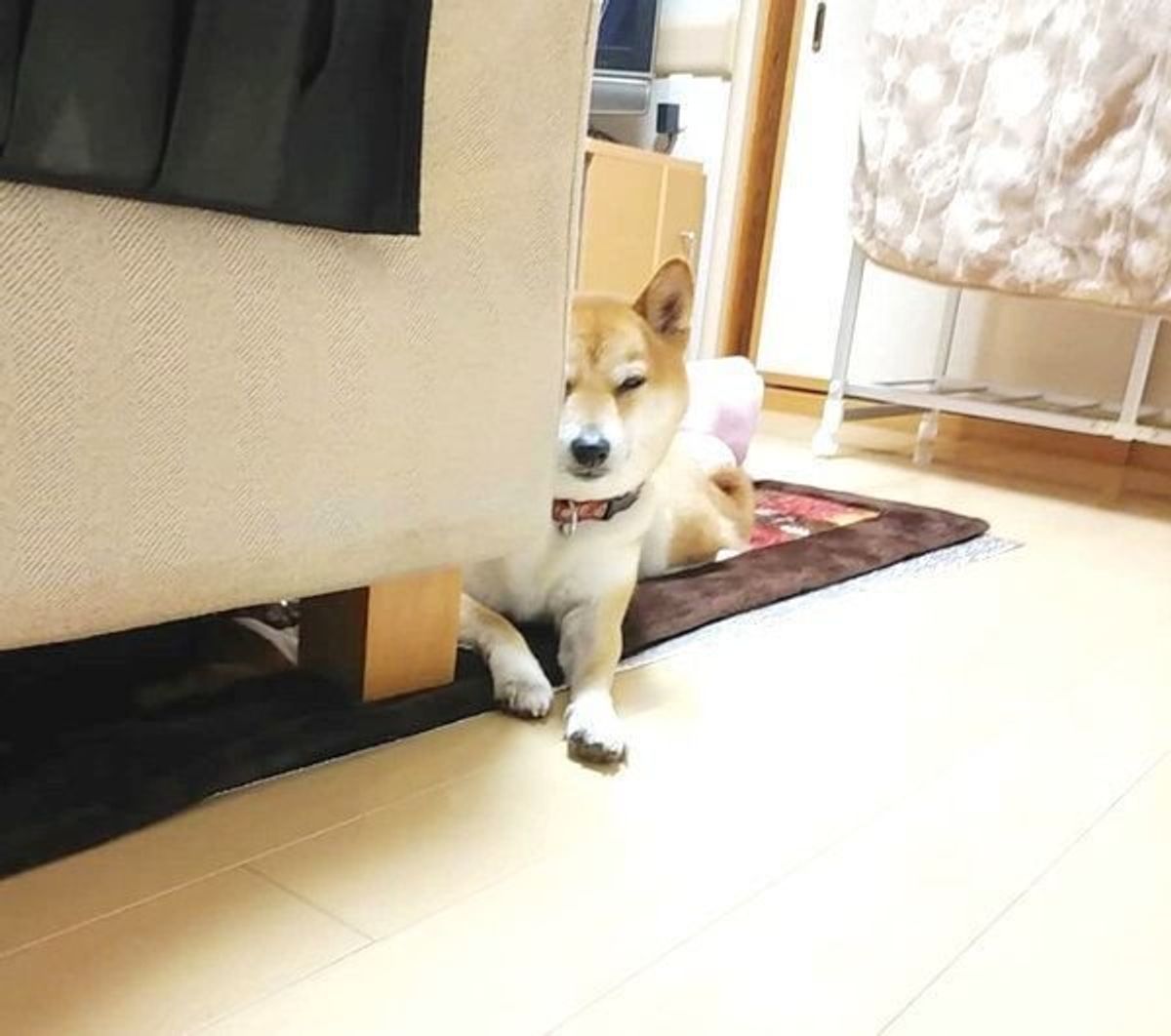 物陰や隙間からじーっ なぜか微笑ましい 家政婦は見た犬 4選 いぬのきもちweb Magazine 物陰や隙間からじーっ なぜか微笑ましい 家政婦は見た犬 4選 いぬのきもちweb Magazine