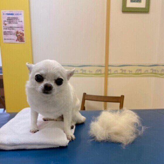 犬の抜け毛が増える時期がやってきた！ 秋の換毛期の特徴とは いぬのきもち