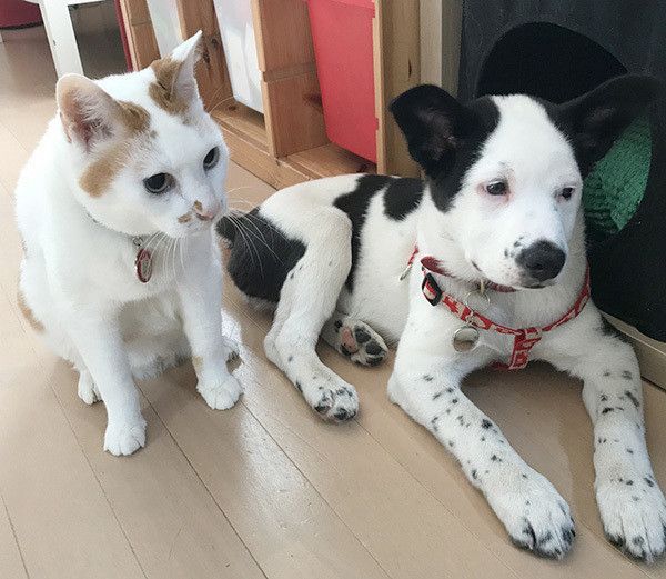 猫と犬