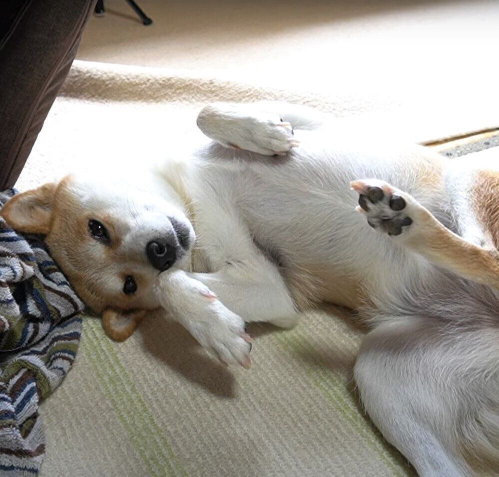 柴犬　ハナちゃん