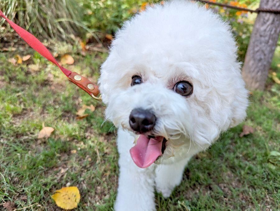 散歩をするわたげちゃん