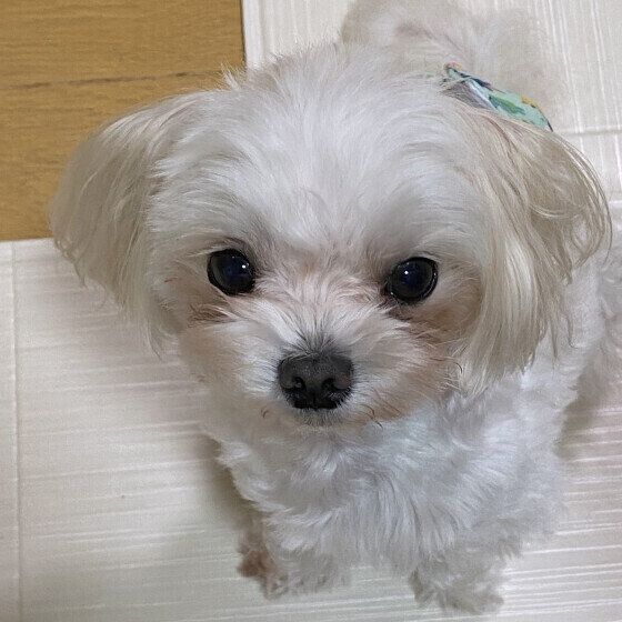 マルチーズのフクくん