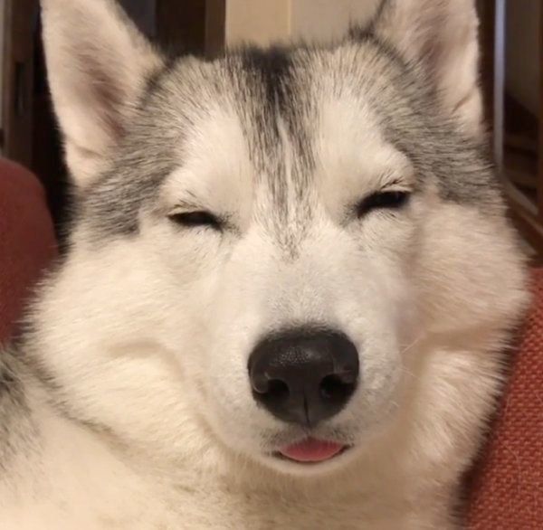 ウトウトするシベリアン・ハスキー