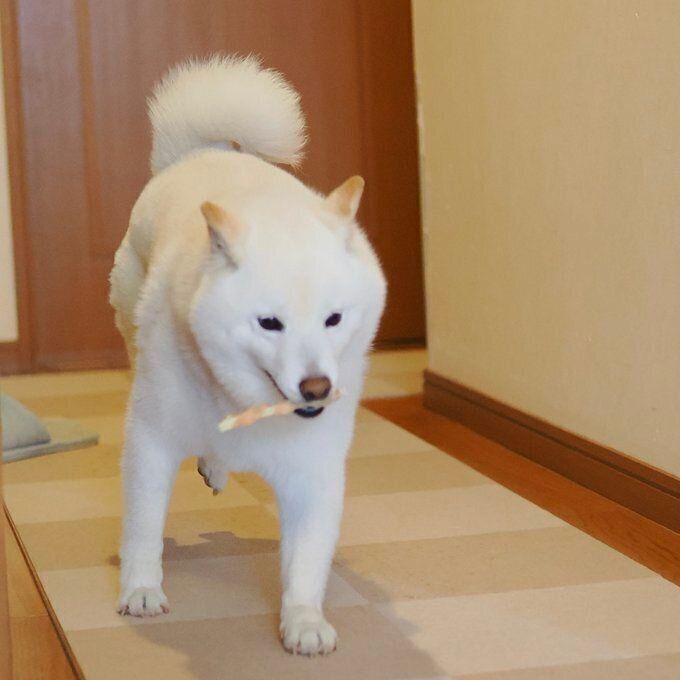 ”取ってこい”をするラッテくん
