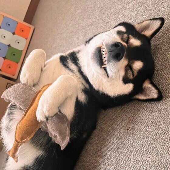 柴のれいまーるちゃん♪