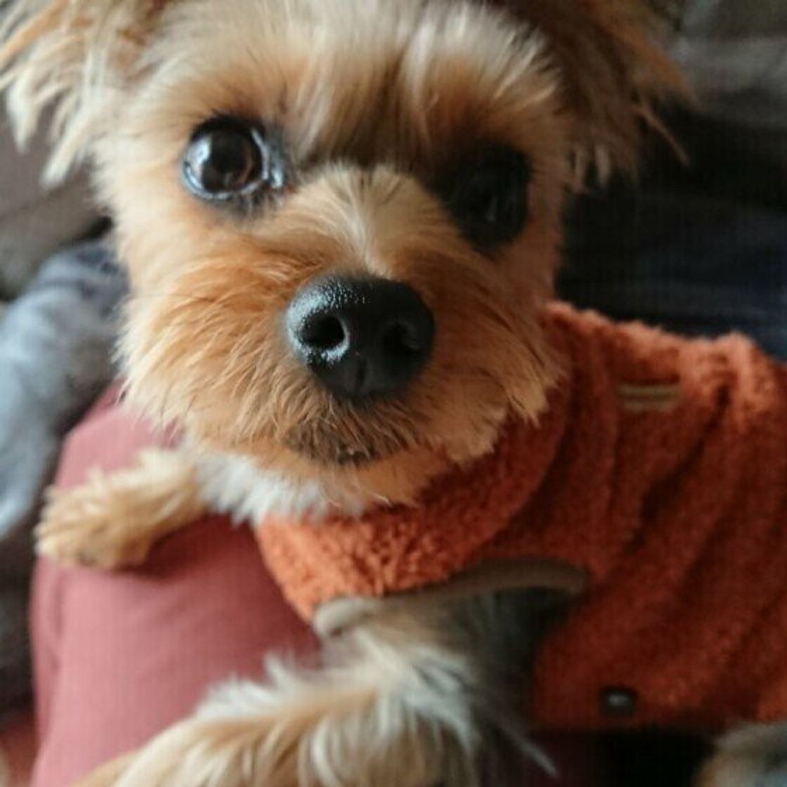 ヨークシャー テリアの特徴と性格 飼い方 価格相場など 犬図鑑 いぬのきもちweb Magazine ヨークシャー テリアの特徴と性格 飼い方 価格相場など 犬図鑑 いぬのきもちweb Magazine