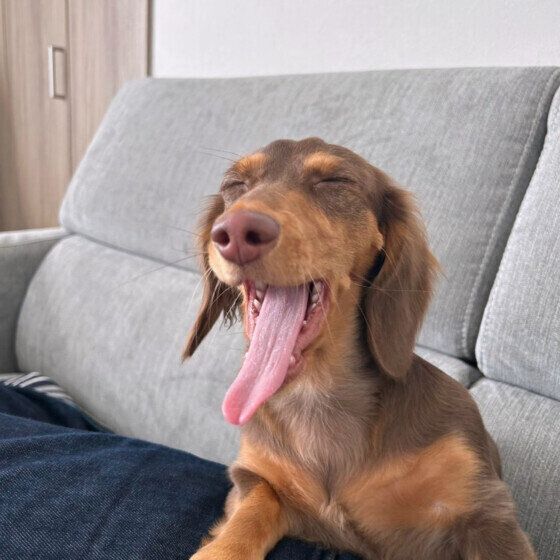 犬のあくびには種類がある？ 眠気・ストレス・病気のあくびの見分け方 いぬのきもち