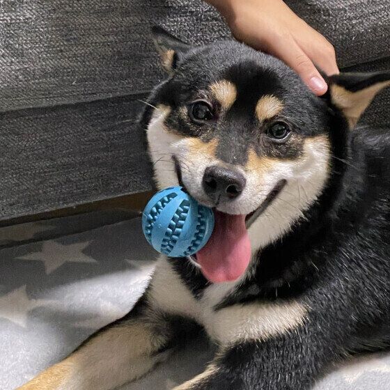 犬が撫でてほしい場所と犬を喜ばせる体の触り方・撫で方とは？ いぬのきもち