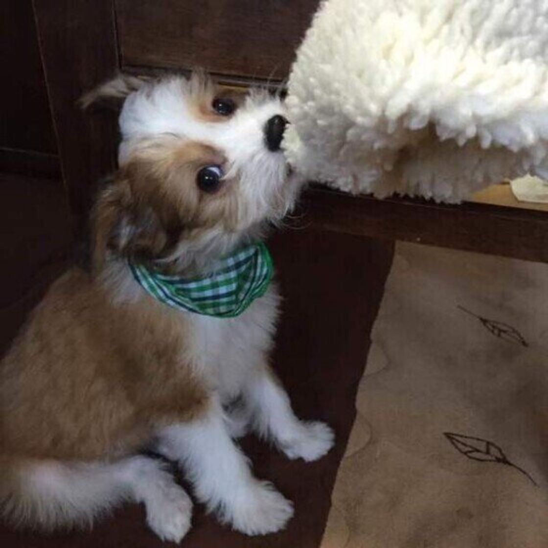 チャイニーズ クレステッド ドッグの特徴 性格 最新価格と飼い方 いぬのきもち 犬図鑑 いぬのきもちweb Magazine チャイニーズ クレステッド ドッグの特徴 性格 最新価格と飼い方 いぬのきもち 犬図鑑 いぬのきもちweb Magazine