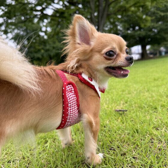 犬がハチに刺されたらどうすればいい？ 応急処置の方法を獣医師に聞いた いぬのきもち