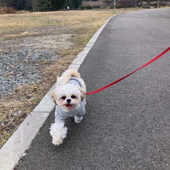 お散歩するシーズーのはなちゃん