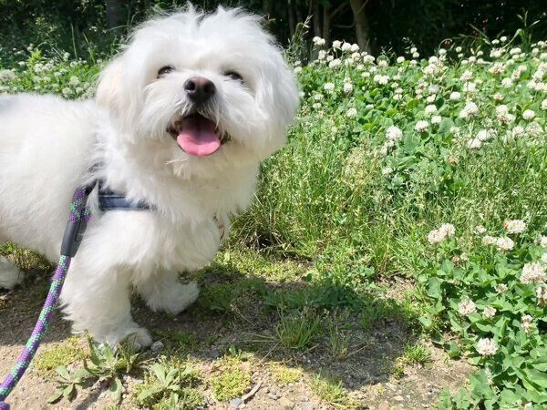 散歩を楽しむわむうくん