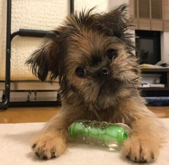 チューイちゃん