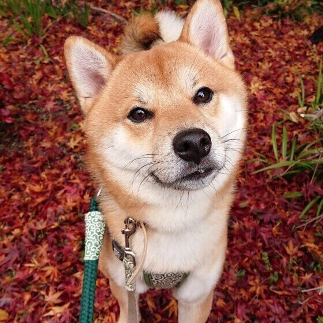 寒くなっても犬のフィラリア予防薬の服用期間を守りたい理由 獣医師監修 いぬのきもちweb Magazine 寒くなっても犬のフィラリア予防薬の服用期間を守りたい理由 獣医師監修 いぬのきもちweb Magazine