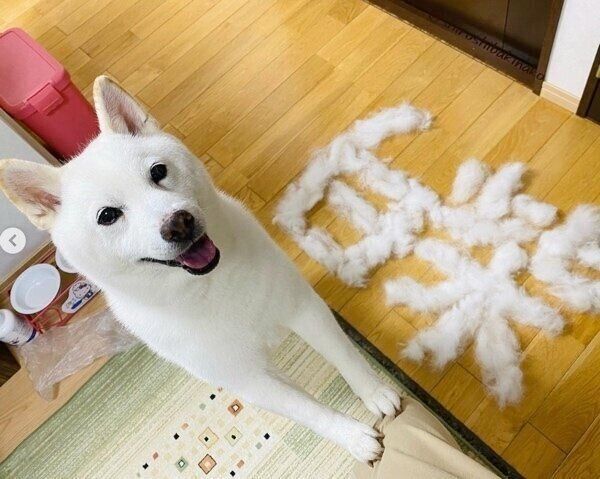 飼い主さんにおねだりするきなこちゃん