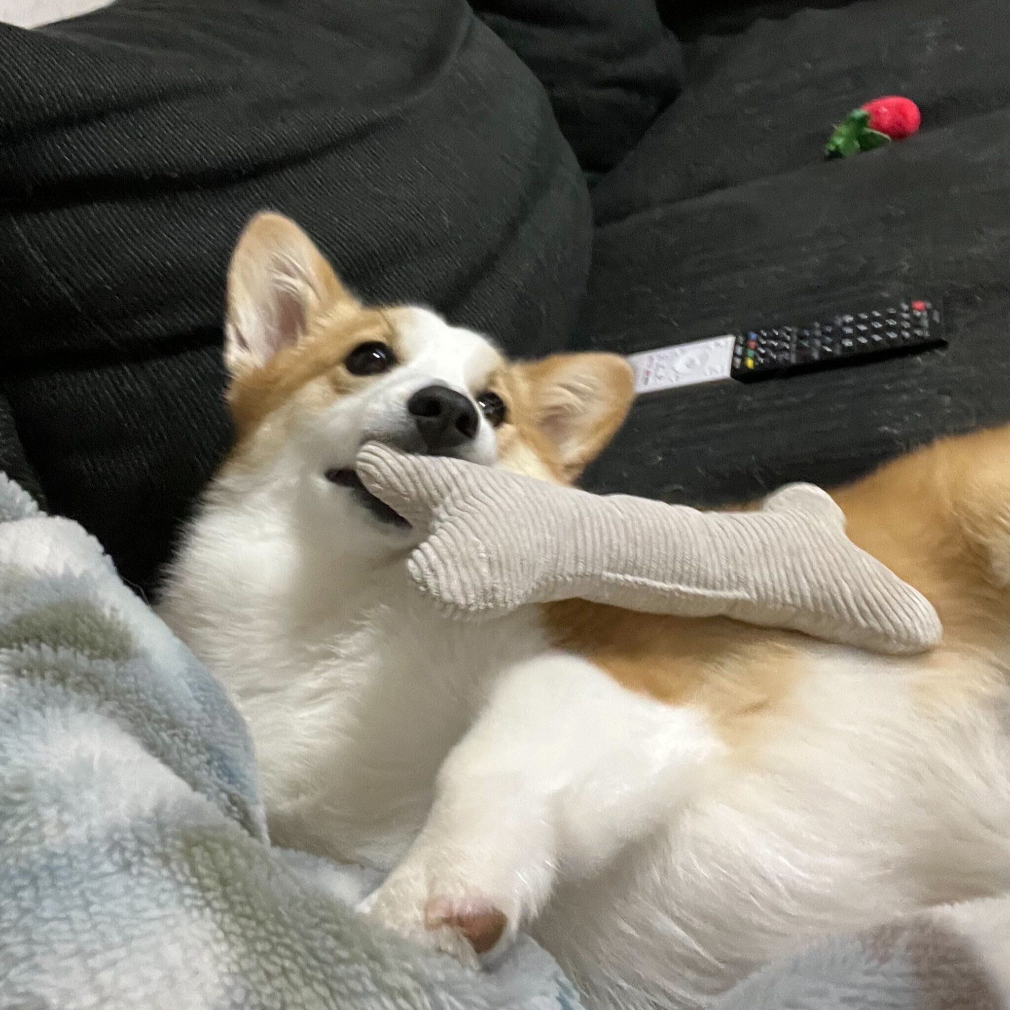 おもちゃをくわえるピノちゃん