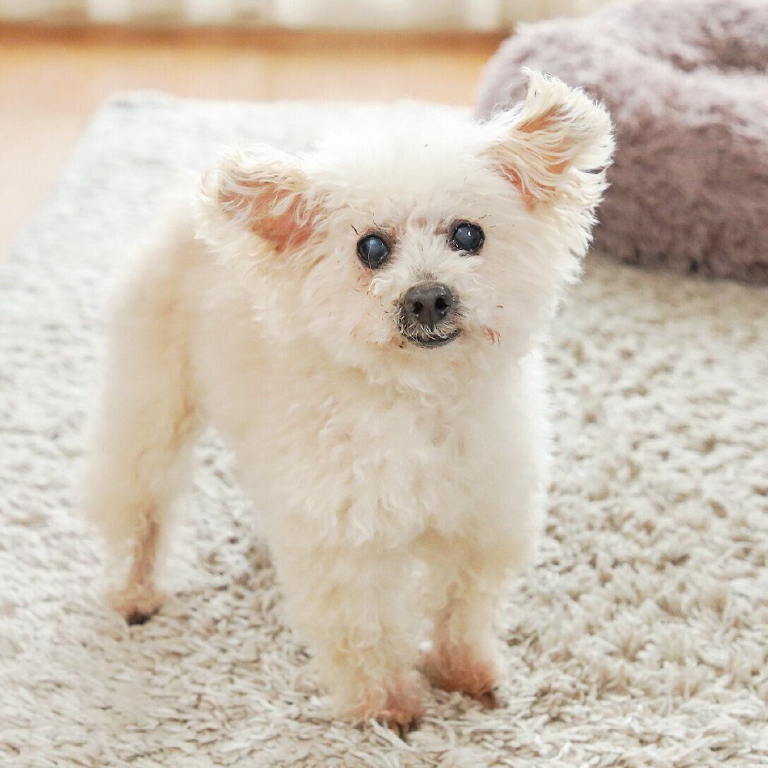 東京都・Tさん家の愛犬フォアちゃん（メス・17才／2.6㎏／トイ・プードル／おとなしいけど芯は強い）