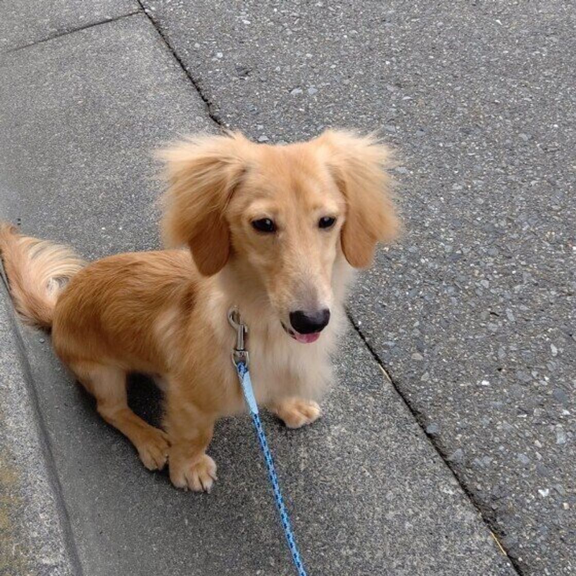 断固拒否 散歩中に歩くのを拒否する犬たちを調査 道路に寝転ぶ ため息をつく などの行動も いぬのきもちweb Magazine 断固拒否 散歩中に歩くのを拒否する犬たちを調査 道路に寝転ぶ ため息をつく などの行動も いぬのきもちweb Magazine
