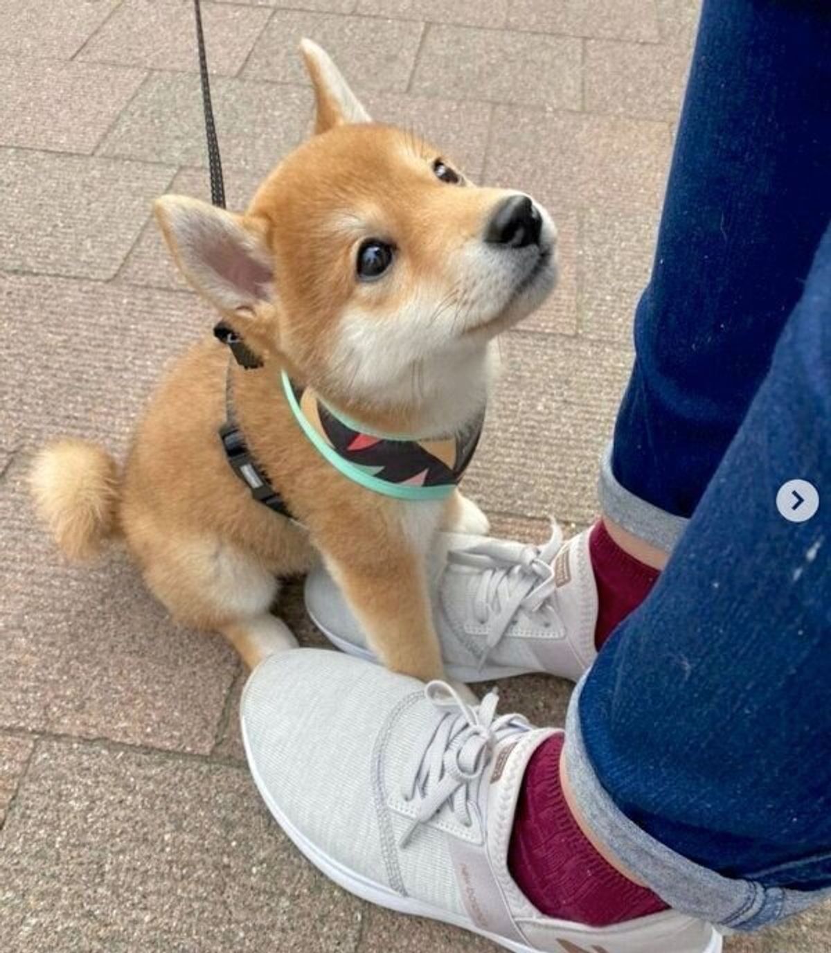 初めて地面に下りてドキドキ お散歩デビュー前の豆柴の姿に胸キュン 現在の様子は いぬのきもちweb Magazine 初めて地面に下りてドキドキ お散歩デビュー前の豆柴の姿に胸キュン 現在の様子は いぬのきもちweb Magazine