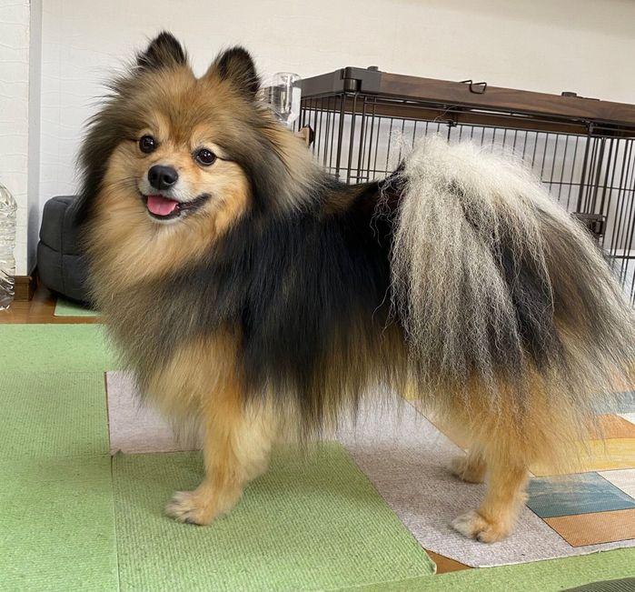 笑顔が可愛いテンくん
