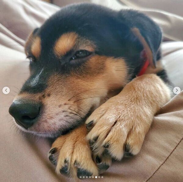 眠るラックくん