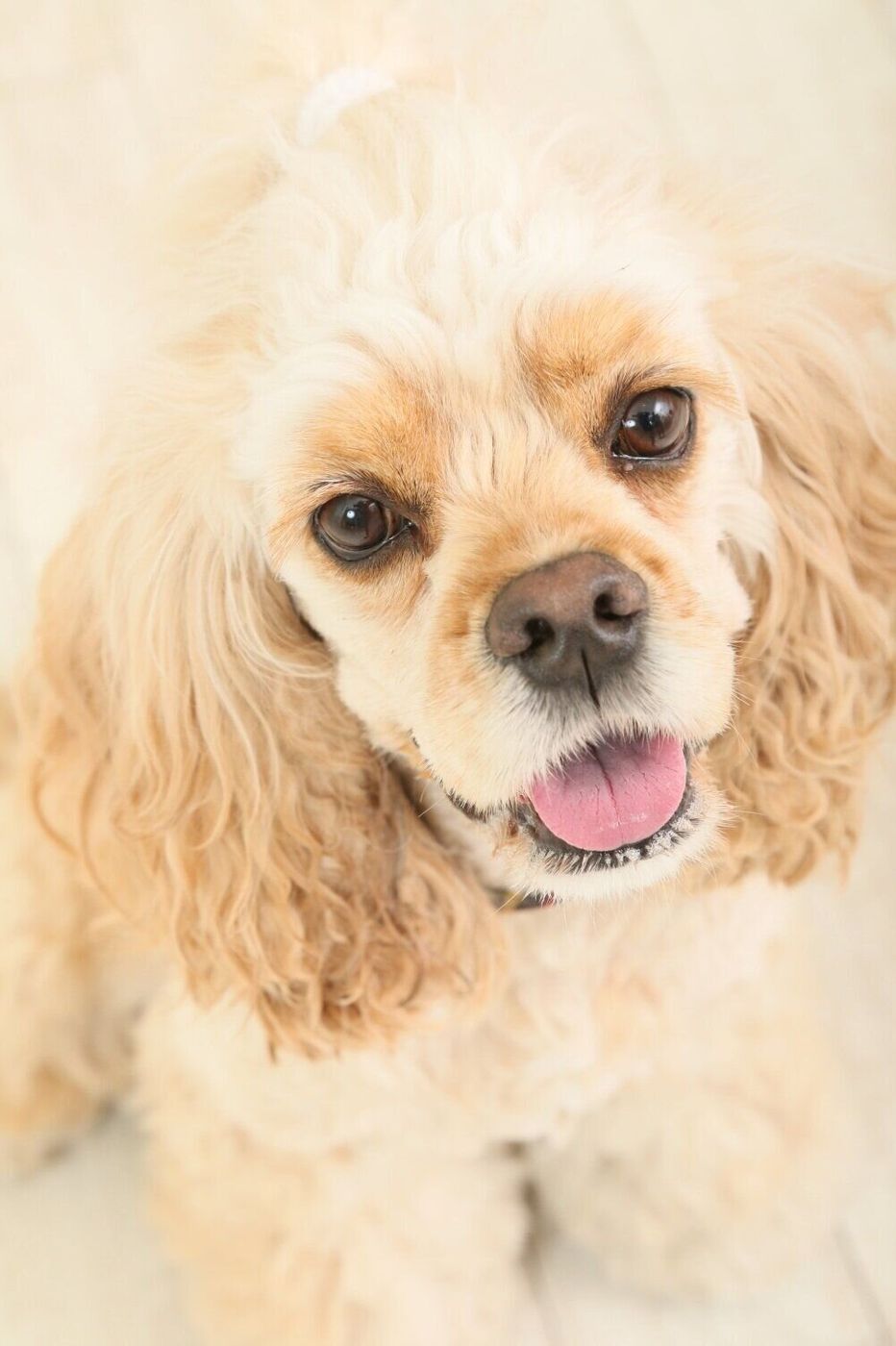犬種の名前の由来は にぎりこぶし 意外と知らない 犬種の名前トリビア10 いぬのきもちweb Magazine 犬種の名前の由来は にぎりこぶし 意外と知らない 犬種の名前トリビア10 いぬのきもちweb Magazine