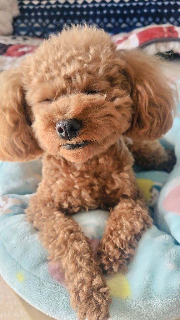 穏やかで幸せそうな寝顔のトイプードル