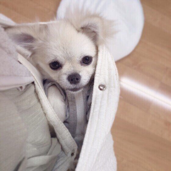 おでかけする虹郎ちゃん