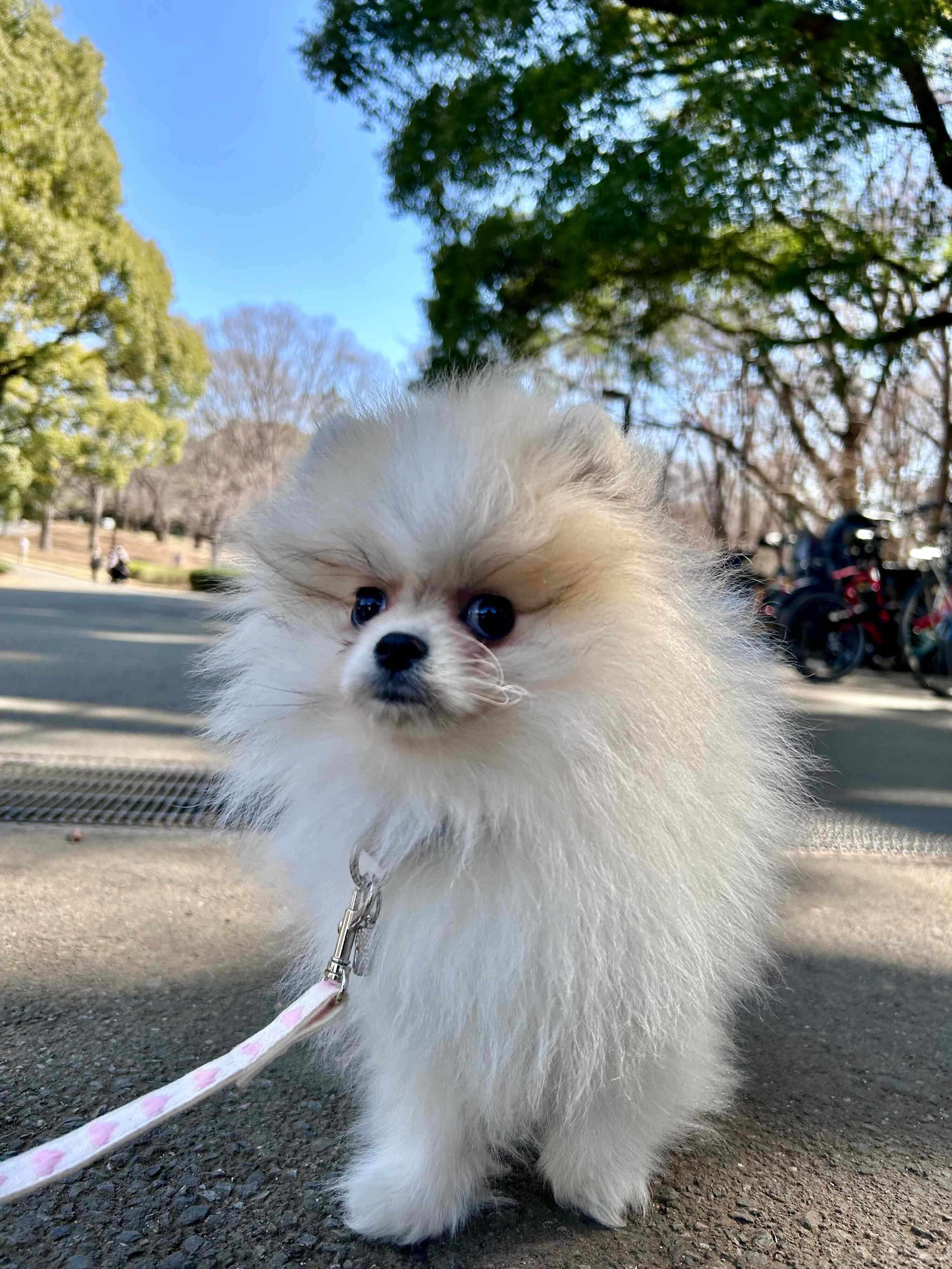 お散歩練習中のまりもちゃん「怖がらずに歩いてくれるけど、まだ散歩の楽しさはわかってない感じ」と飼い主さん