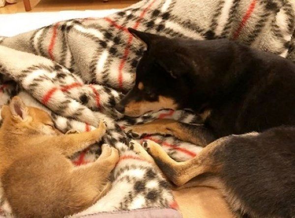 添い寝する柴犬と豆柴