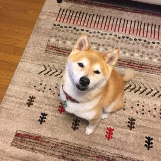 カーペットの上でカメラ目線の柴犬コタローくん