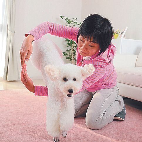 おやつを床に置き、愛犬にマッテをさせてから、腕で輪をつくってくぐらせる。徐々に高さを上げていくと難易度アップ！